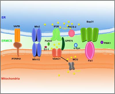 Endoplasmic Reticulum–Mitochondria Contact Sites and Neurodegeneration